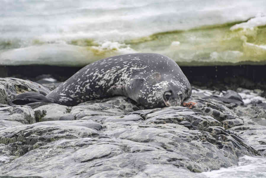 Foca de Weddell - Antártida 13.jpg